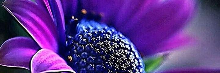 saherly1825's profile banner image
