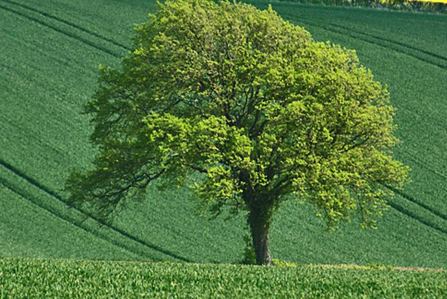 ooronnu's profile banner image