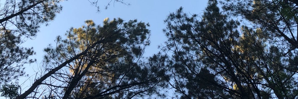 lezdaaawg's profile banner image