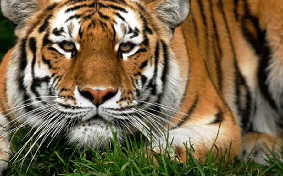 lythyaleriza's profile banner image
