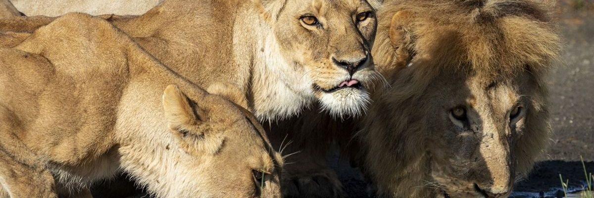 Kimanzikaki's profile banner image