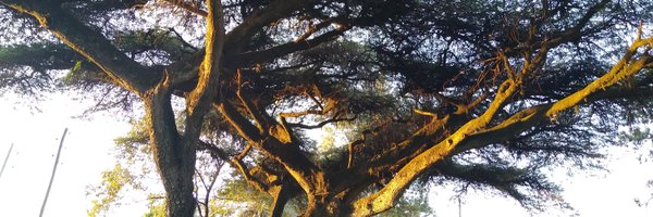 nemozen Profile Banner