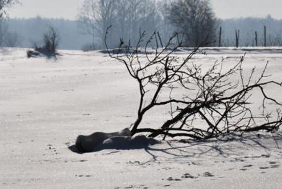 dedistons's profile banner image