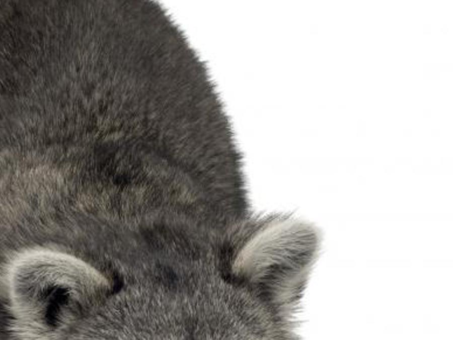 rogeabblpl's profile banner image