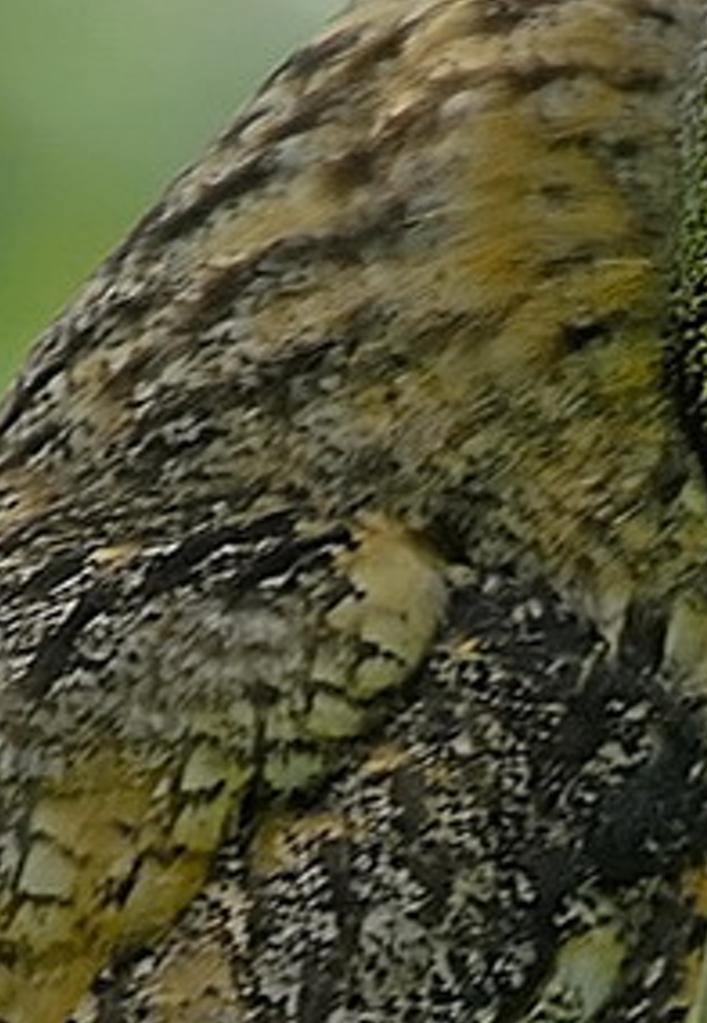 itreeduglo's profile banner image