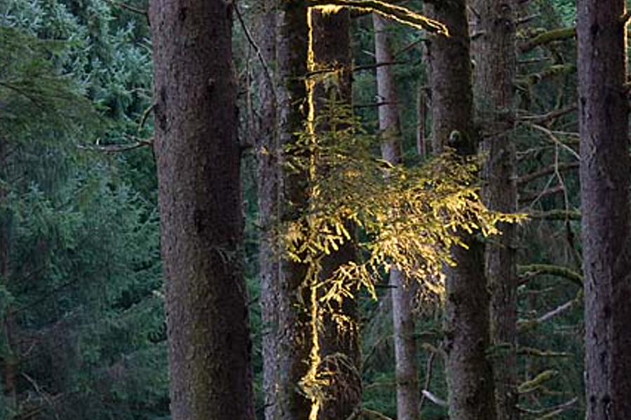 fonaccli's profile banner image