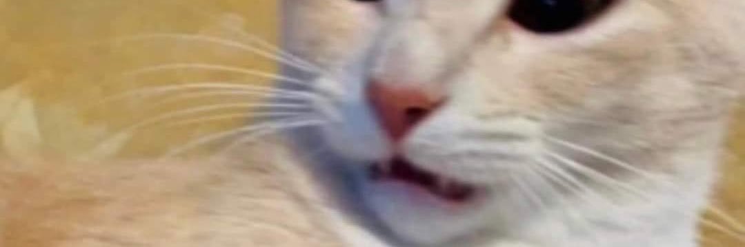 mallory_mae's profile banner image