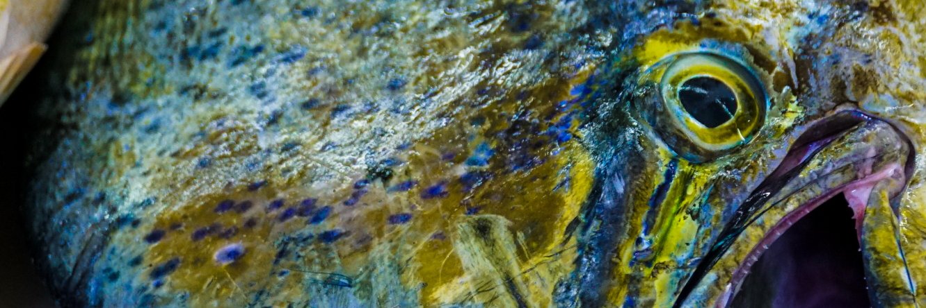 Dr. Collin Williams banner