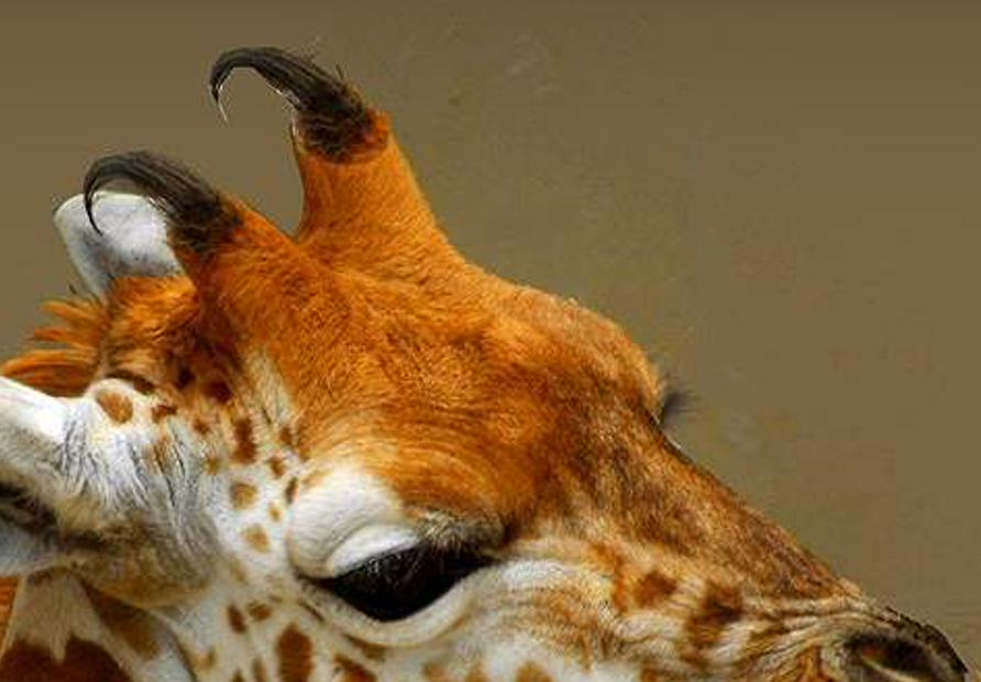horthatingi's profile banner image