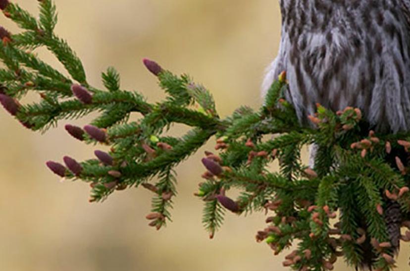 sielacsi's profile banner image