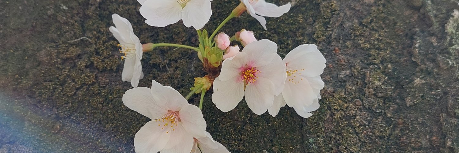 anisa_407's profile banner image