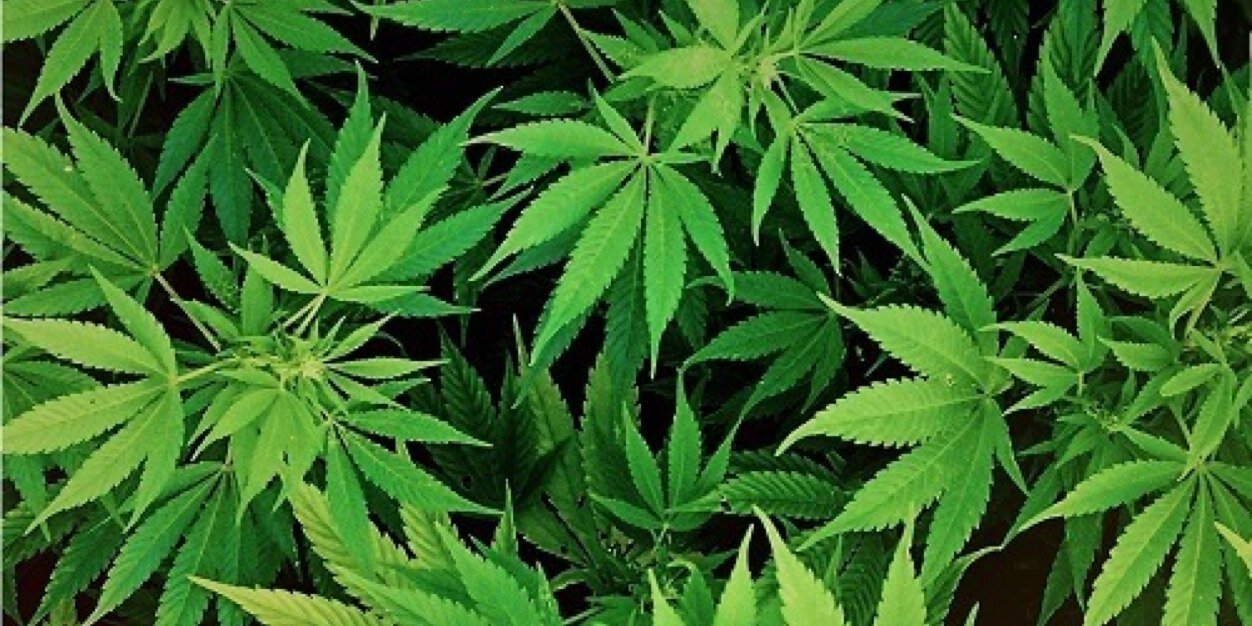 NCBotanical's profile banner image