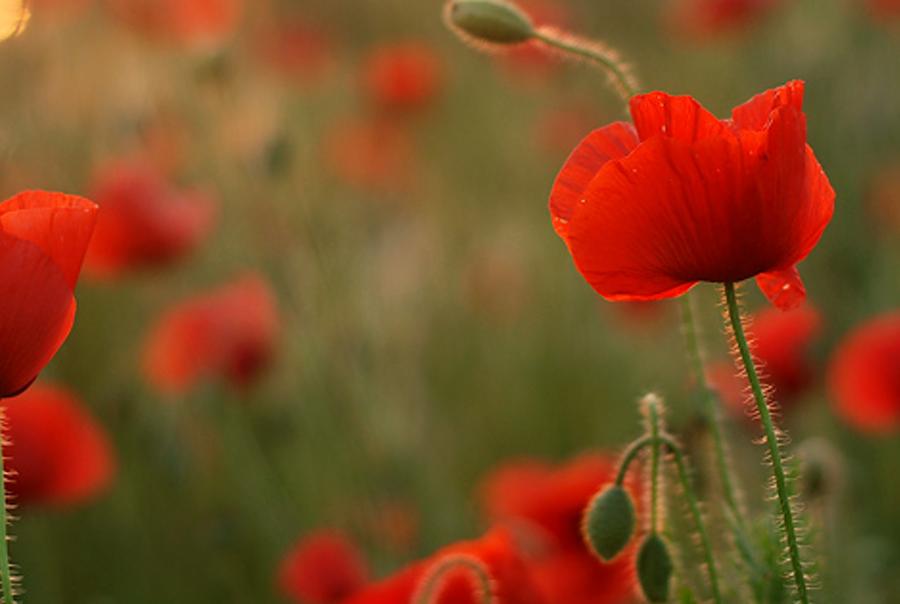 qubedi's profile banner image