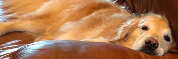 yoncaoktay's profile banner image
