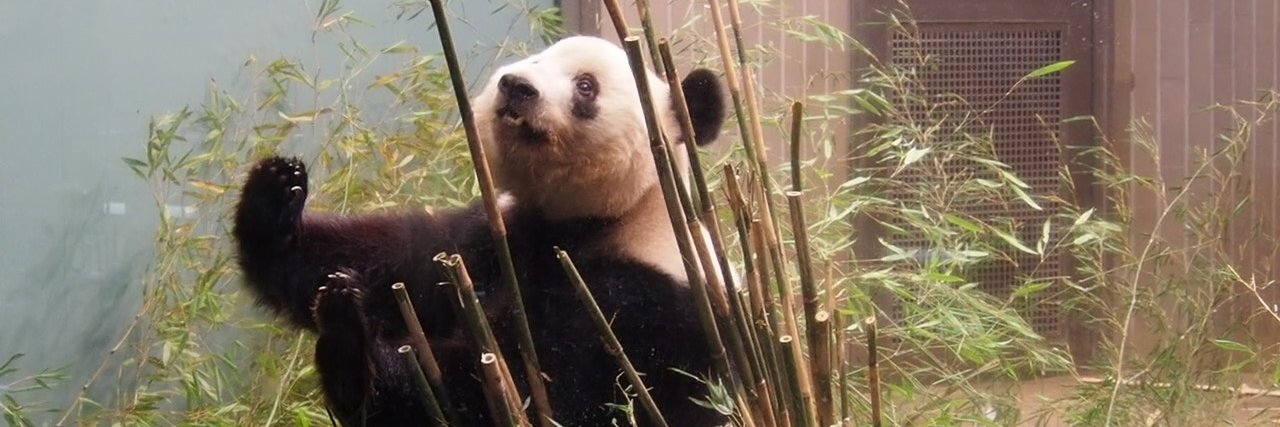 ✨Yoko (*^_^*) v ✨🌟 banner