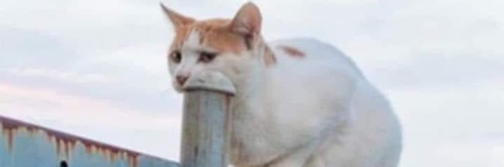 Nutalways's profile banner image