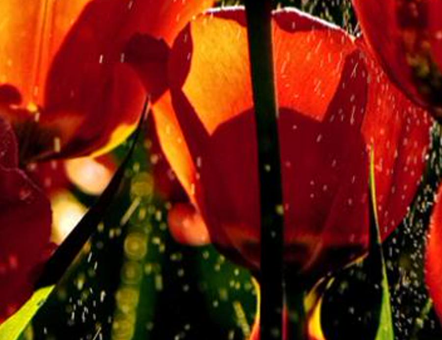 ferhon's profile banner image