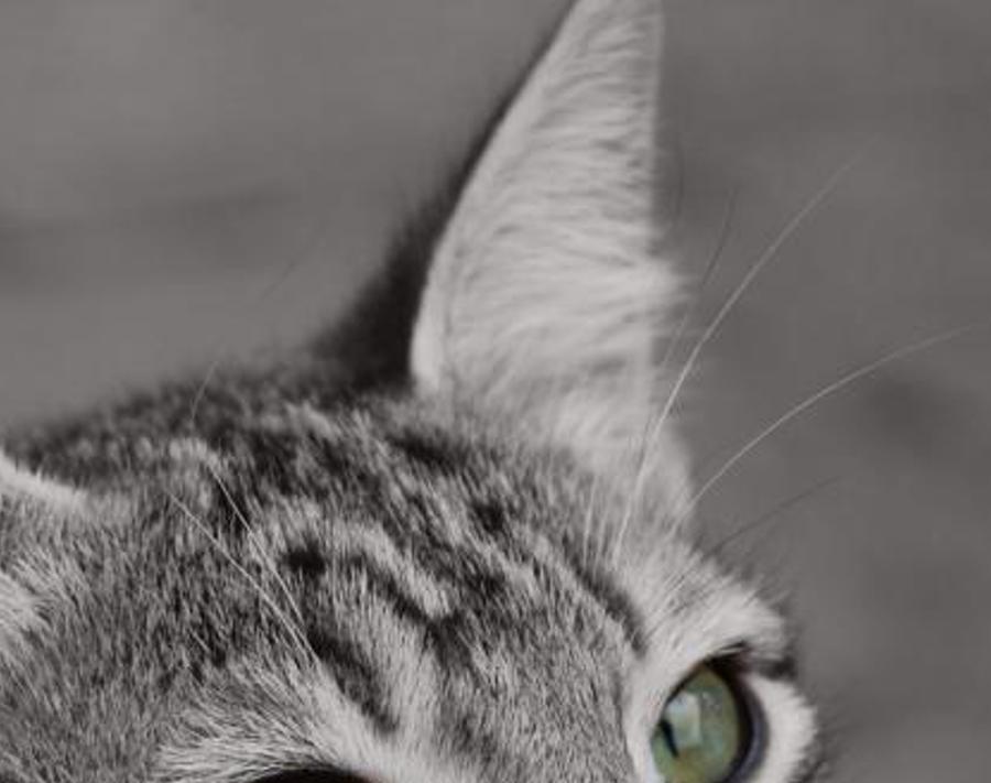 ilansissso's profile banner image