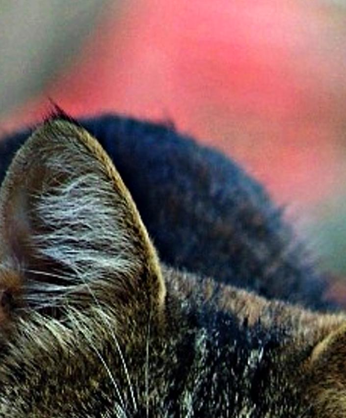 bledatropo's profile banner image