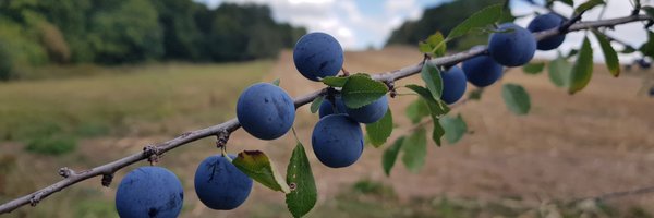 CKaeppeler Profile Banner