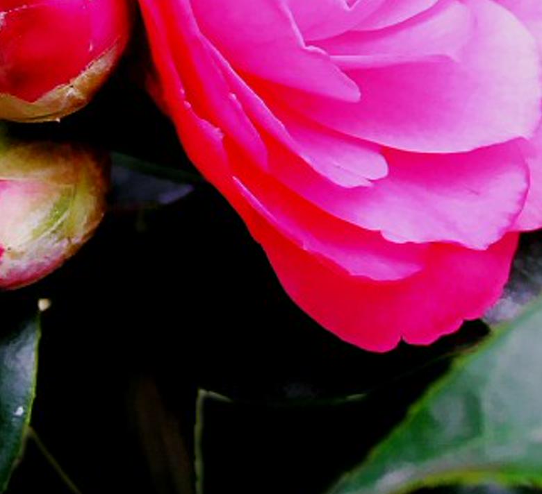 tageeane's profile banner image