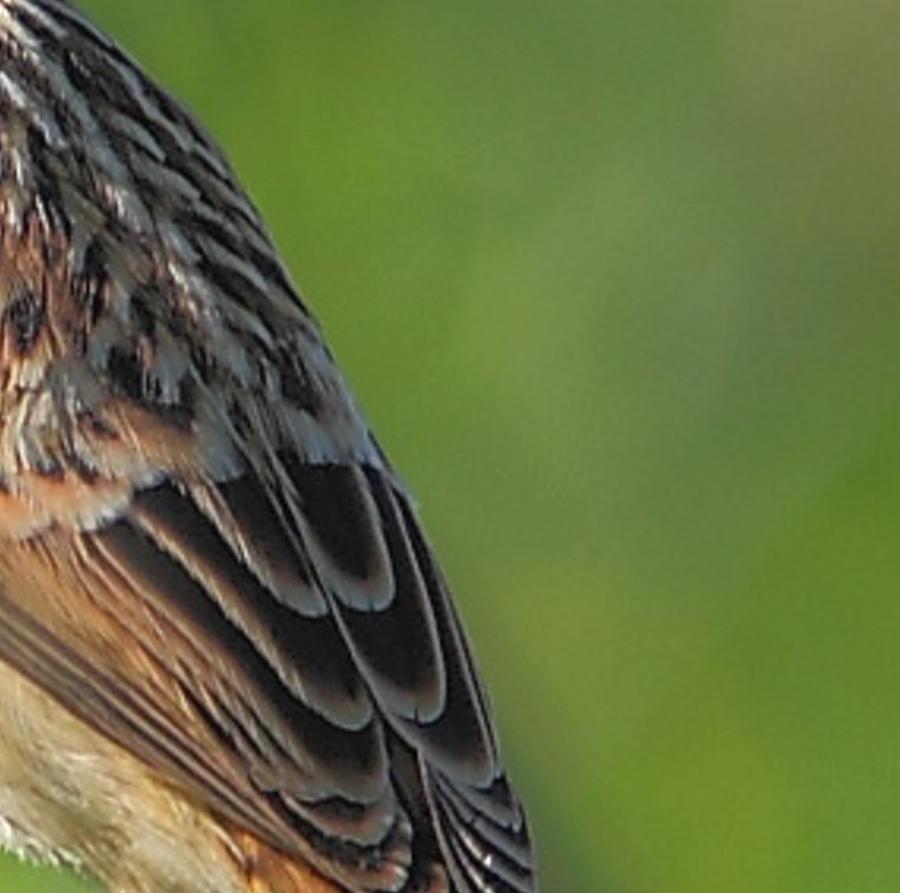 tocinemusopeg's profile banner image