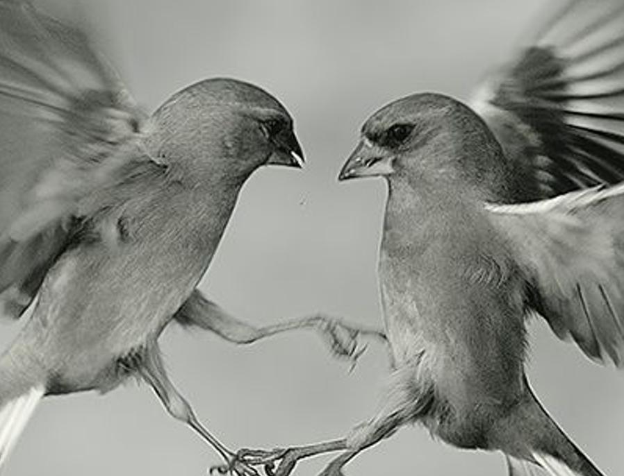 sthanarol's profile banner image