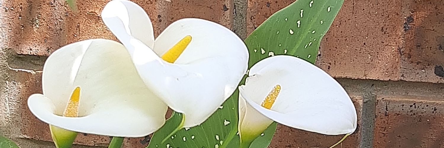 madiettoe's profile banner image