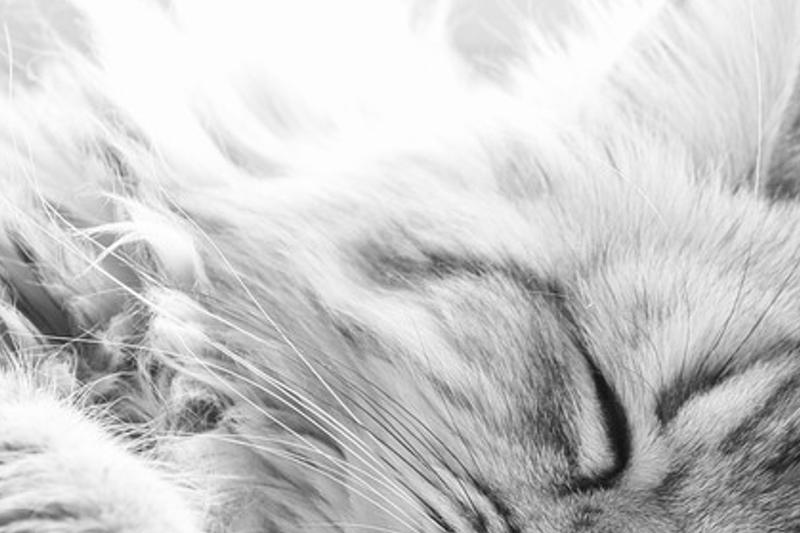 dranestic's profile banner image