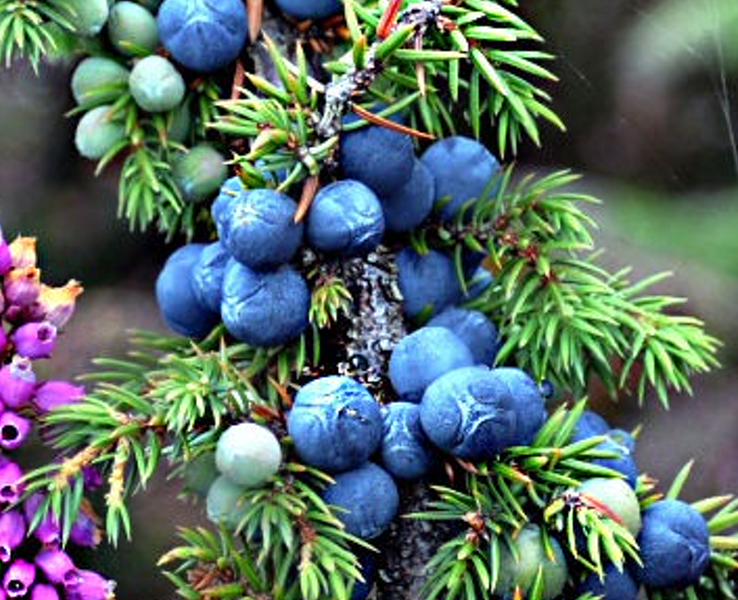 iorosticn's profile banner image