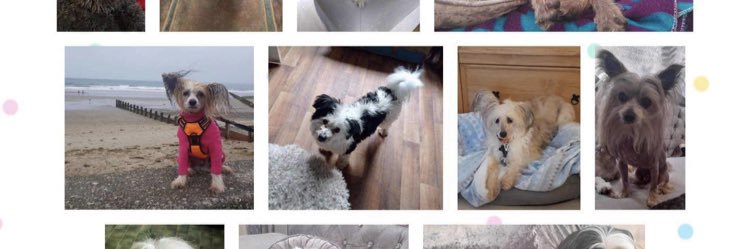 The Chinese Crested Club Of Great Britain Rescue banner