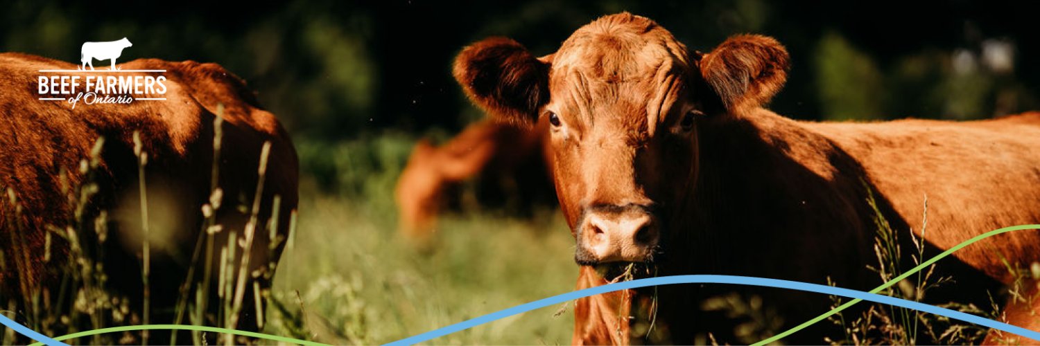 Beef Farmers of Ontario banner