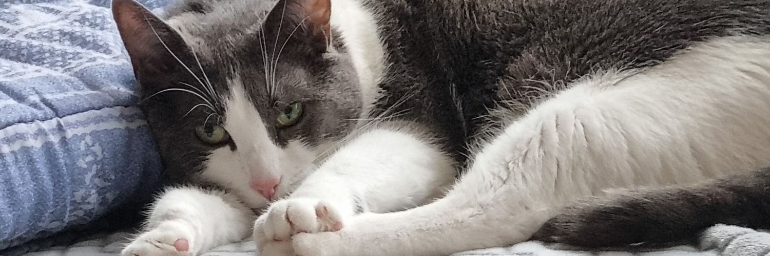 Littlestlad3's profile banner image