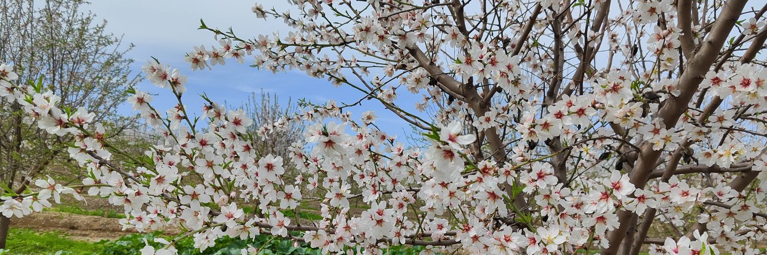 AlbaNRoses's profile banner image