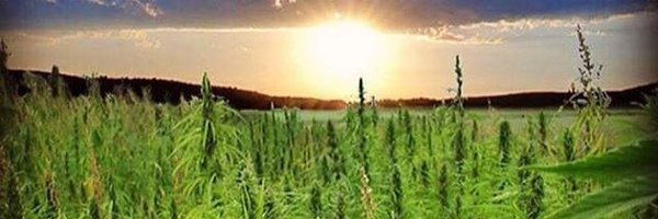 hemp_heals Profile Banner