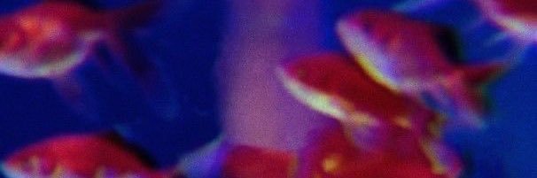 nat__almeida's profile banner image