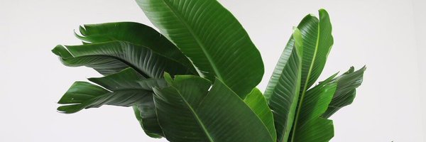 Aloubier Profile Banner