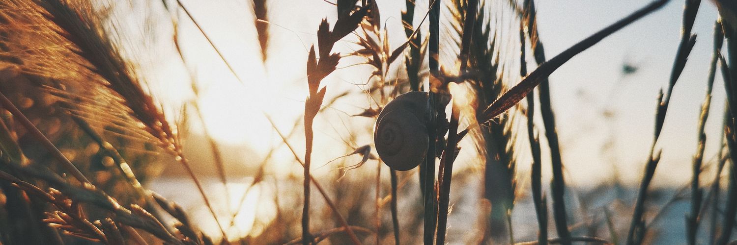 VanneLimon's profile banner image