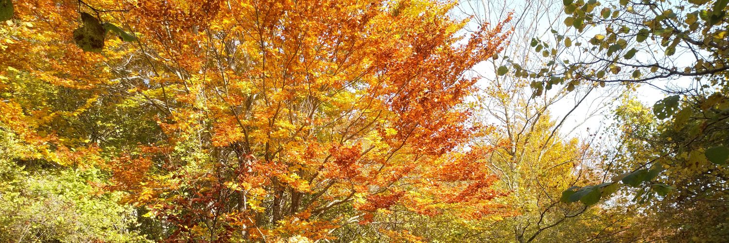 Ronces Labiano banner