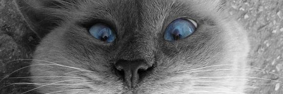 Taras2545's profile banner image