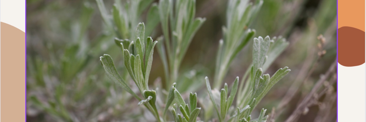 SagebrushReview's profile banner image