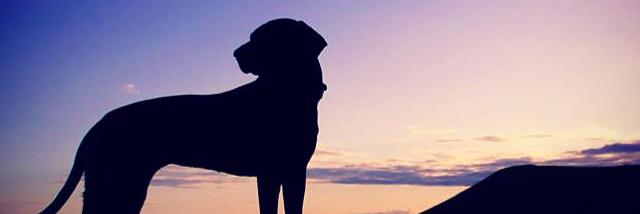 BrackenDogModel's profile banner image