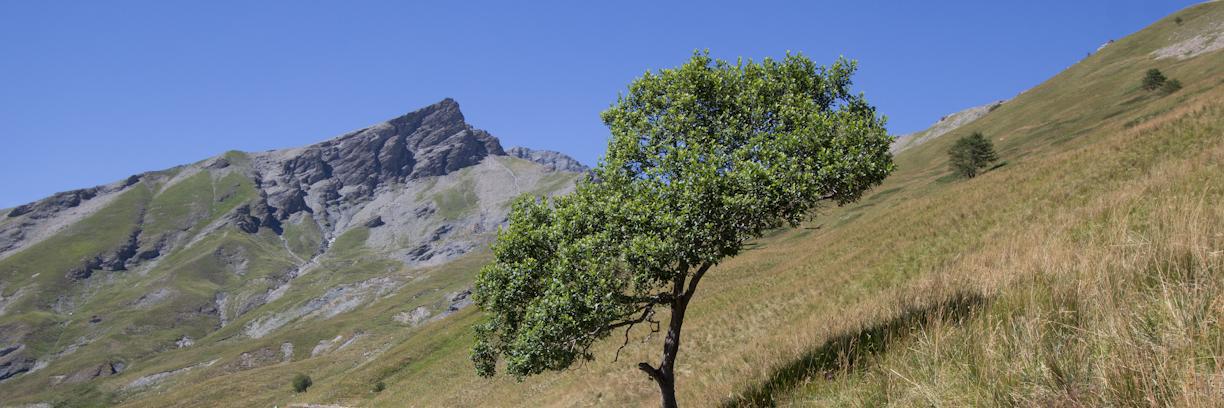 replant_it's profile banner image