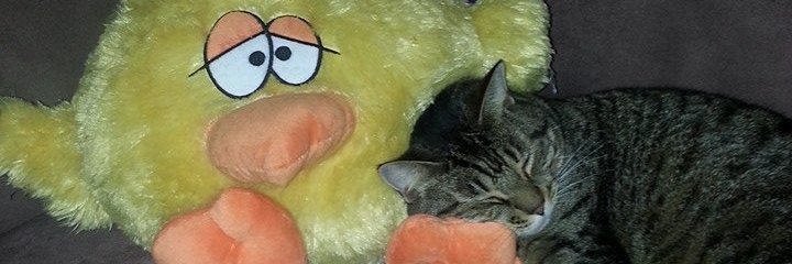22cindy's profile banner image