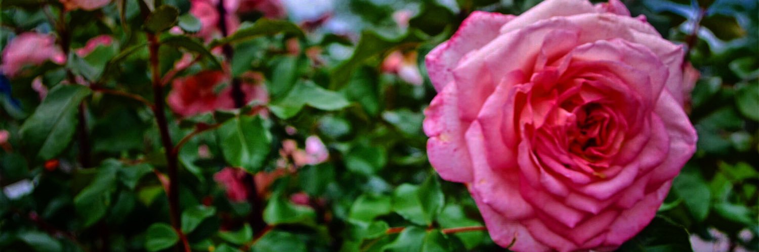 NicMilligan's profile banner image
