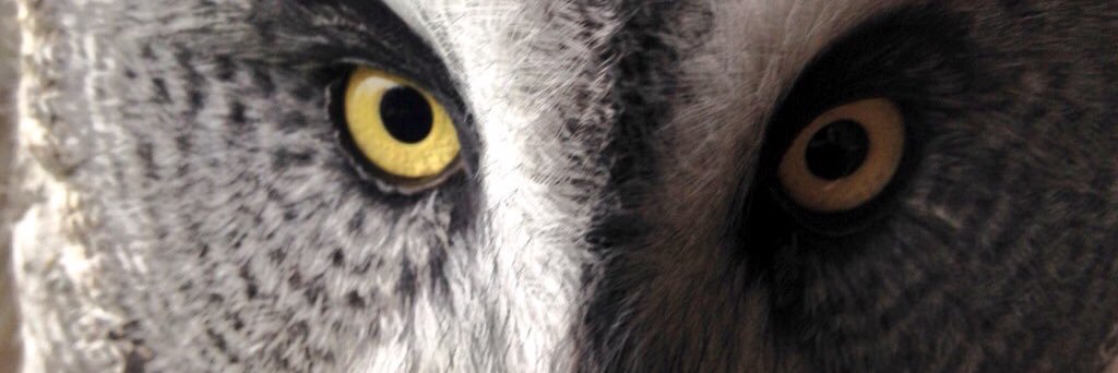 Owltrust's profile banner image