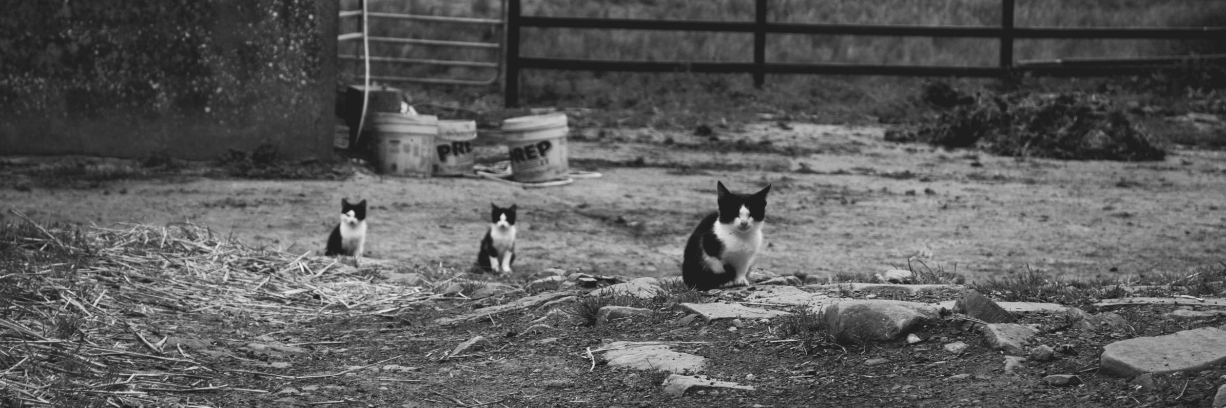 annamilsonrisas's profile banner image