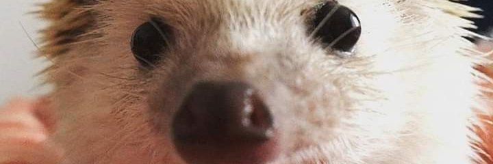 Monkey_B_Goode's profile banner image