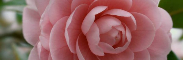 BranMSmith Profile Banner