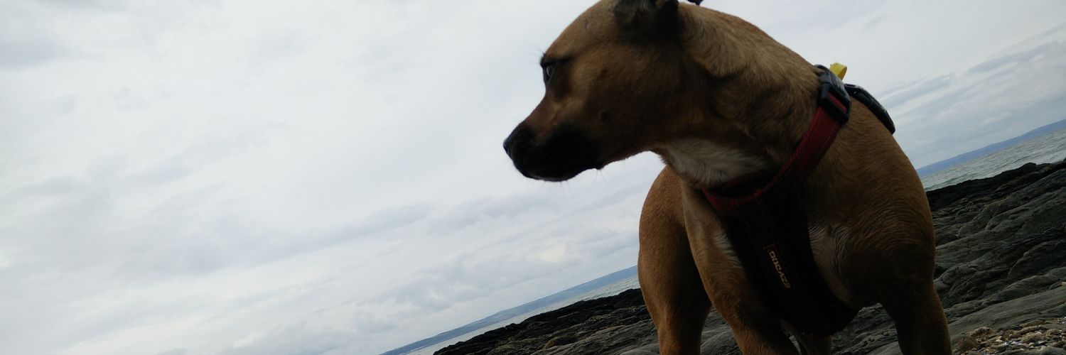 projectBEAV's profile banner image